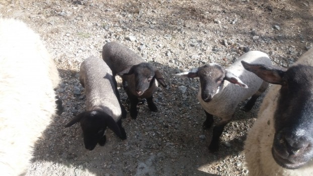 Die süssen Lämmchen freuten sich über den Besuch