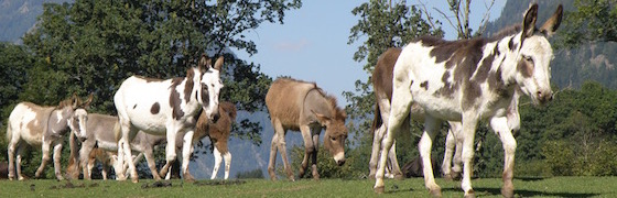 Tagesausflüge in den Eselpark am Maltaberg