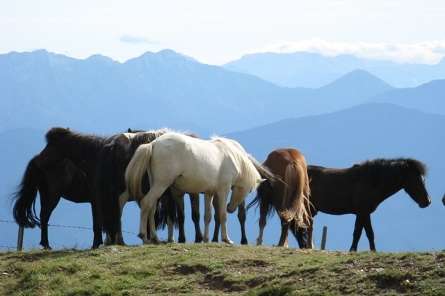 Urige Hütte mieten-Bergblick POH00146